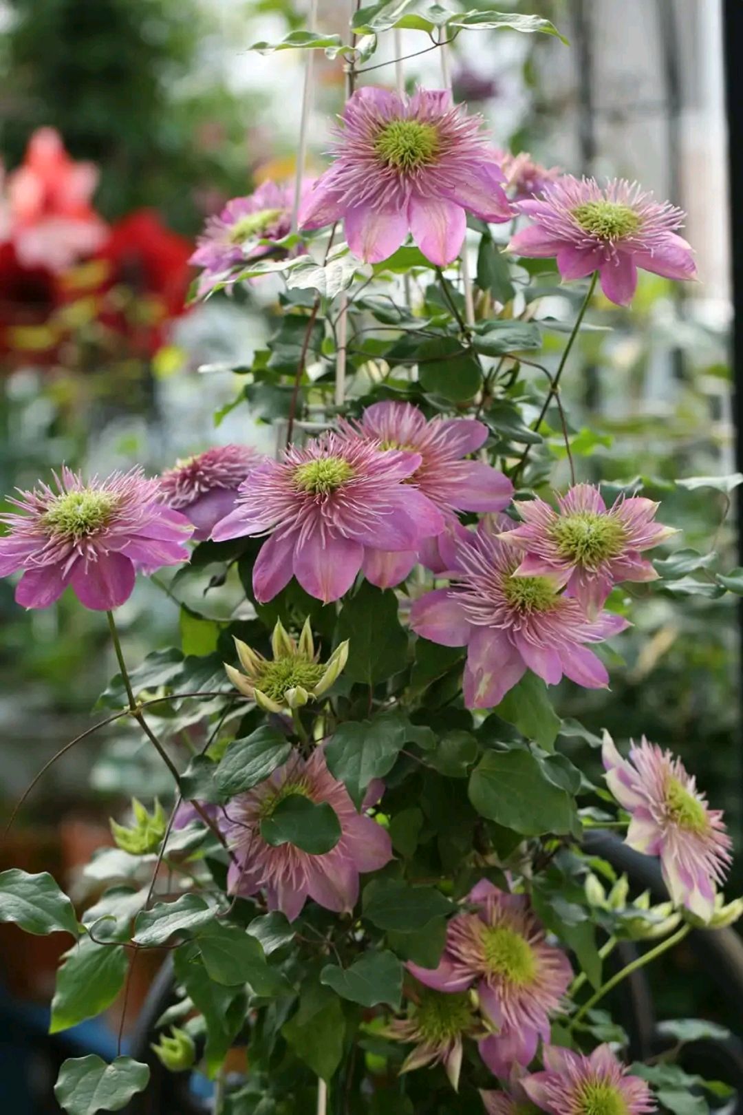 这“38种花”,当你开始收集品种时,你已入坑颇深