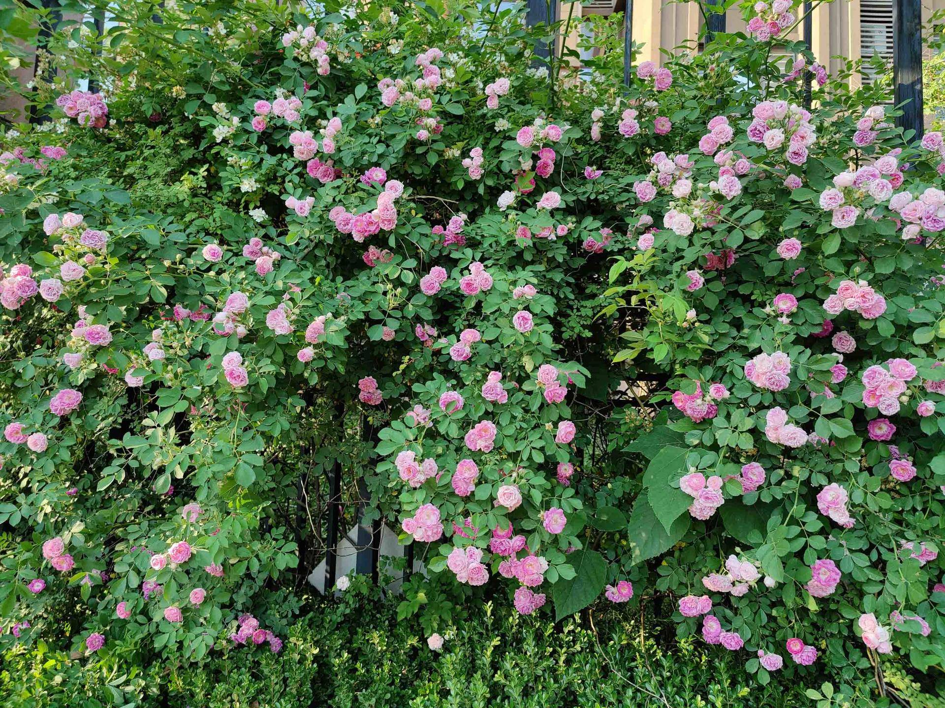 oneplus8pro2024还值得买吗,oneplus8pro测评