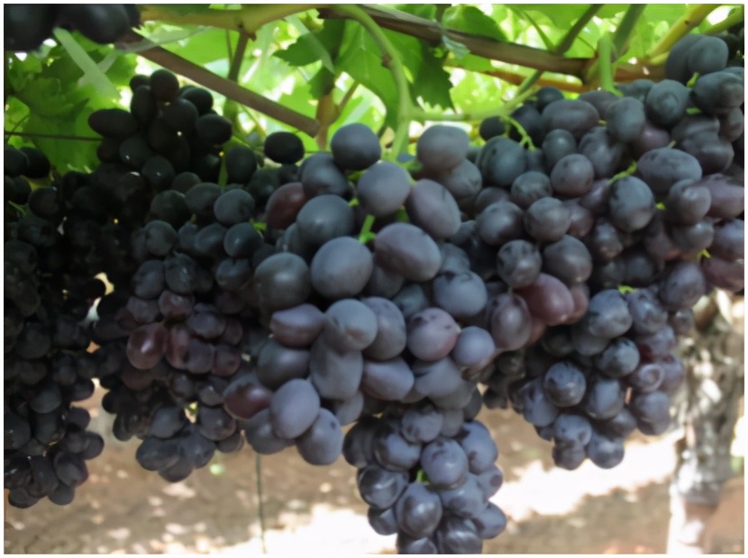 进口提子哪些品种 (进口提子品种及图解)