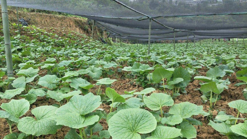 山萮菜和芥末,山葵与芥末和辣根的区别