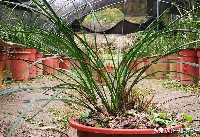 春兰从花苞到开花的过程,春兰花苞什么时候开始开花