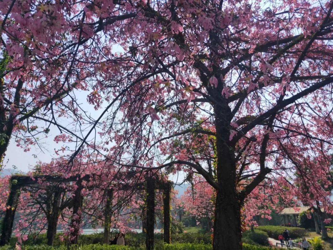 清远森波拉温泉晚餐,清远森波拉温泉度假村酒店报价