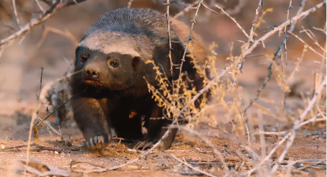 蜜獾吞食毒蛇视频,克星蜜獾专门咬很凶猛的毒蛇