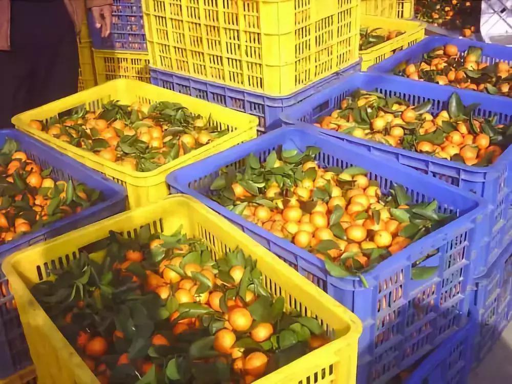 沙糖桔低迷句子,今年年后沙糖桔行情会有好转吗