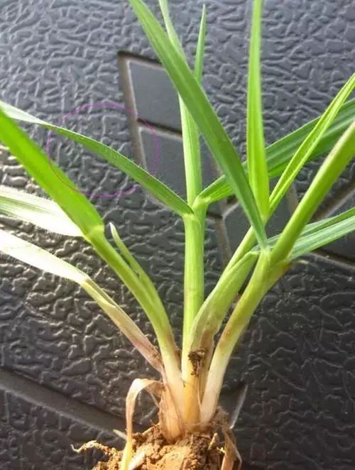 麦田里节节麦怎样根除,节节麦该怎么防治才安全有效