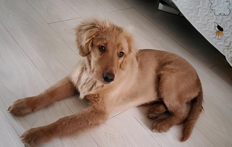 金毛太瘦可以买么,金毛太瘦需要补充营养膏么