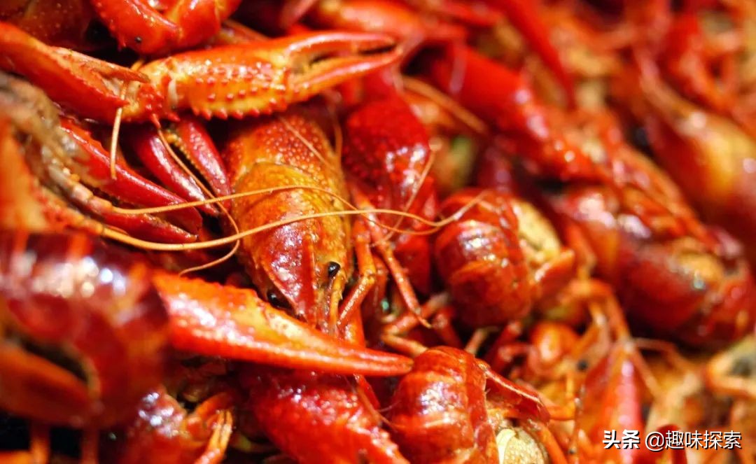 能长到四斤的淡水龙虾,澳洲龙虾可进入中国吗