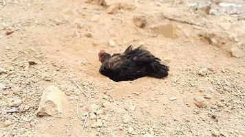 胆机之父的音箱,中国胆机之父音箱