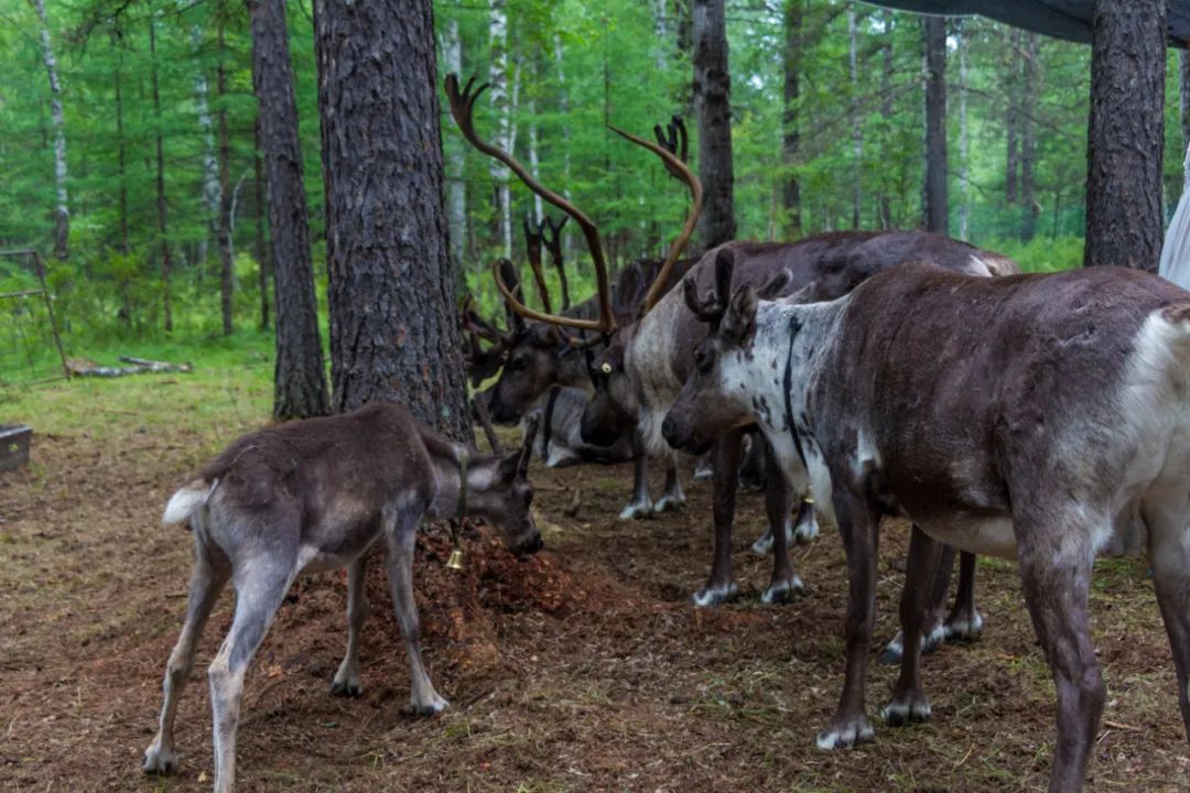 自驾三天呼伦贝尔大草原,自驾去呼伦贝尔草原七日游的攻略