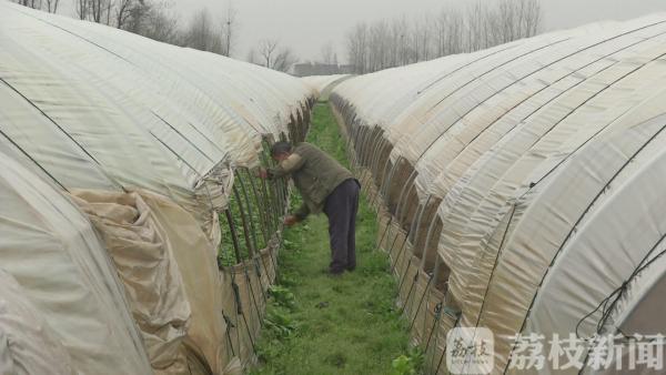 蔬菜卖不掉,蔬菜店卖不掉的蔬菜怎么办