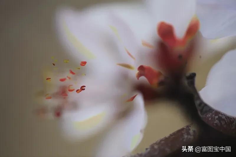 桃花怎么拍才好看,桃花怎么拍摄才能出新意