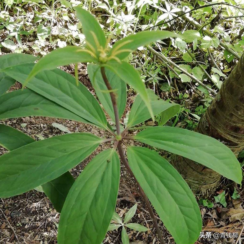 七叶一枝花主要病虫害,七叶一枝花病虫害的管理