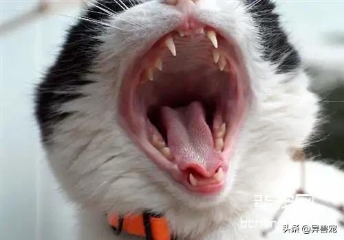 猫咪的日常护理知识,猫咪的日常生活