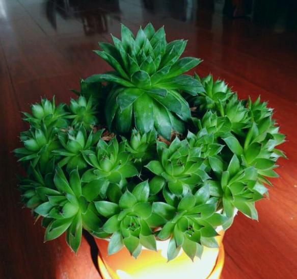 怎样养观音莲爆盆,养观音莲用什么土好