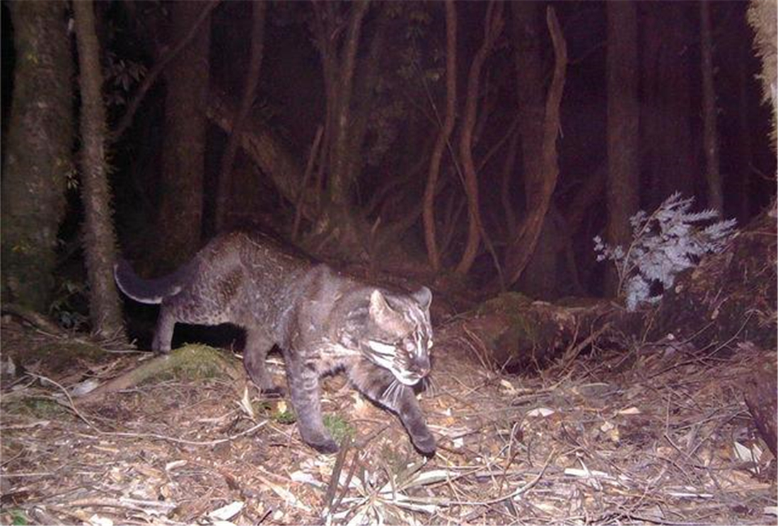 广西那标石山发现山彪,下山捕食村民养的鸡,还敢对小水牛下手