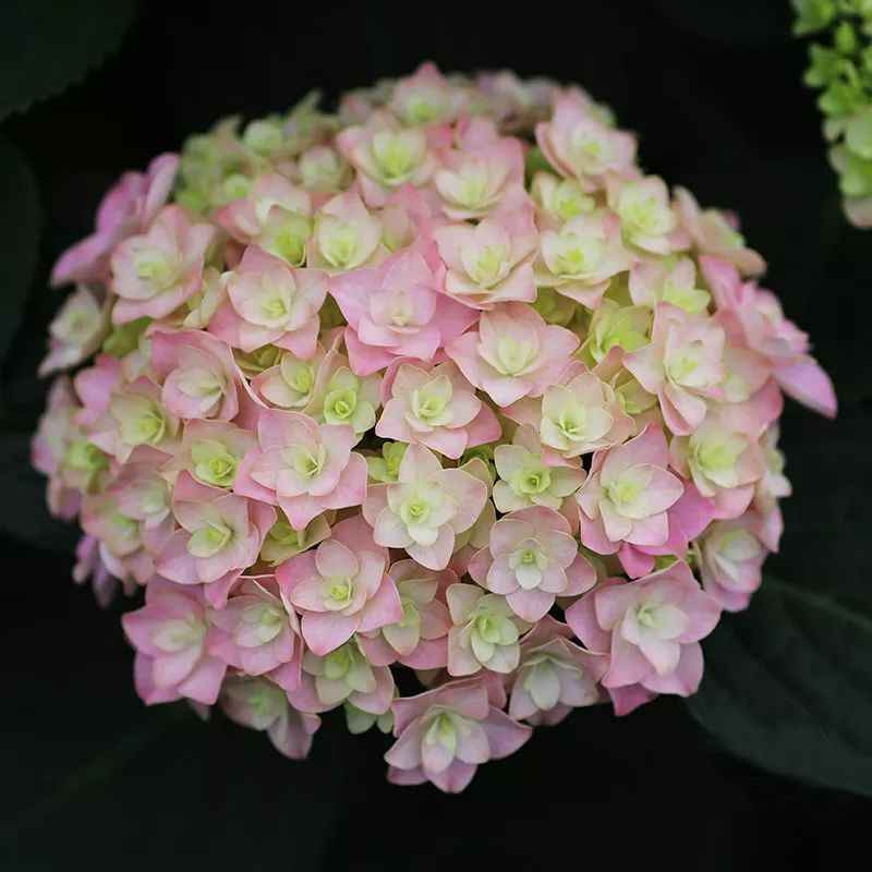 最漂亮的十种绣球,最省心的绣球