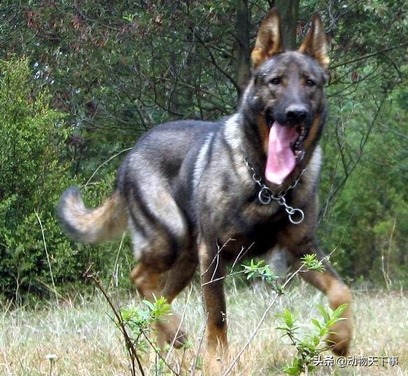 德牧犬马犬昆明犬哪个好,昆明犬配德牧后代再配马犬