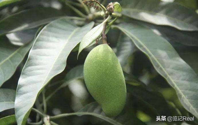 婢虫床澶栧浗浜虹殑鐢熸椿,婢虫床鏈嬪弸鐩歌仛鏃跺厜