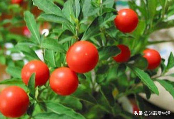 哪20种花有毒,十种花有毒不宜在家养