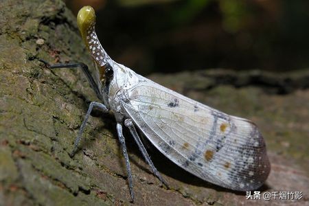 乐山适合种植什么中药材,乐山中药材淫羊藿