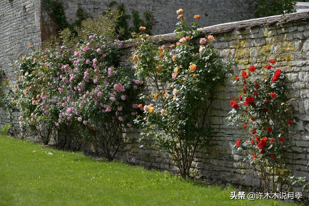 适合阳台养的月季品种推荐,盆栽月季哪些品种比较好养