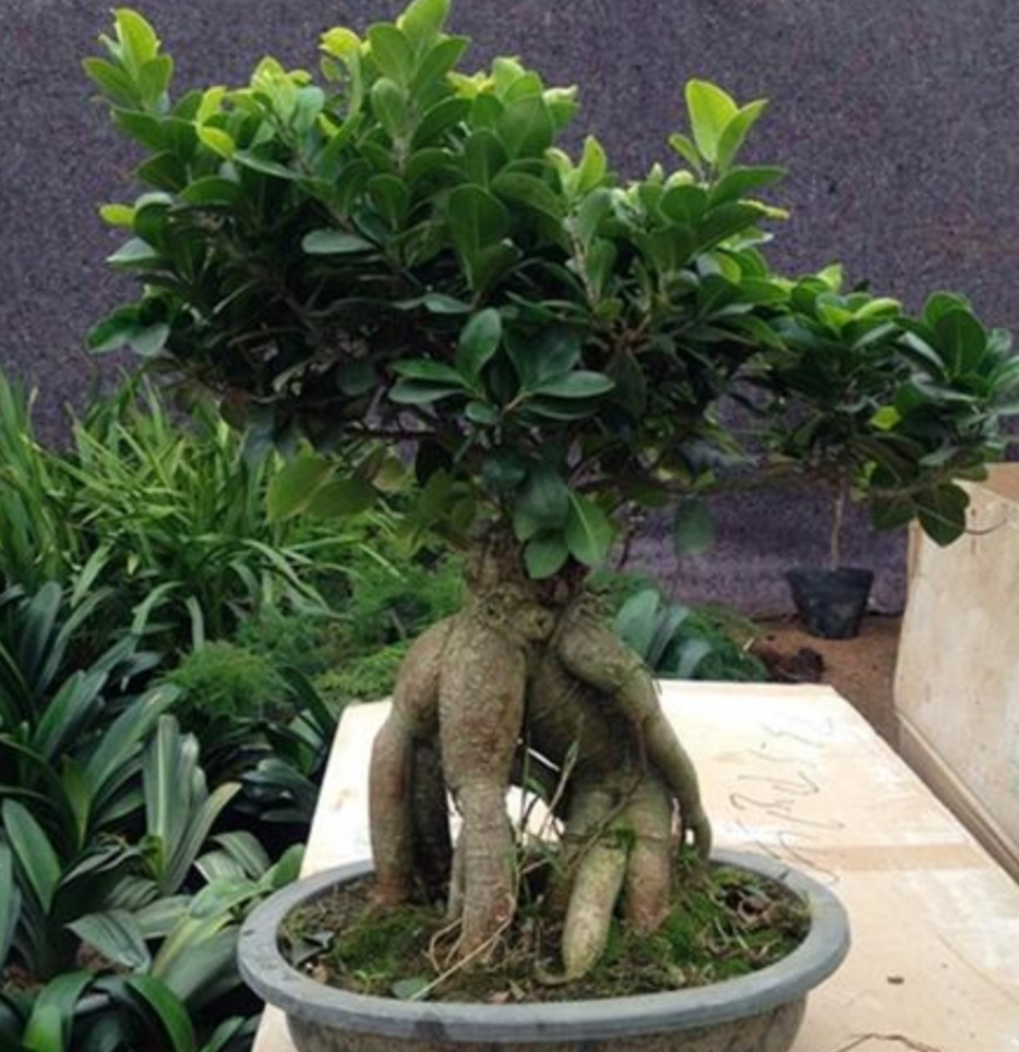 榕树盆景怎么养才能长得茂盛,养榕树注意事项和细节描写