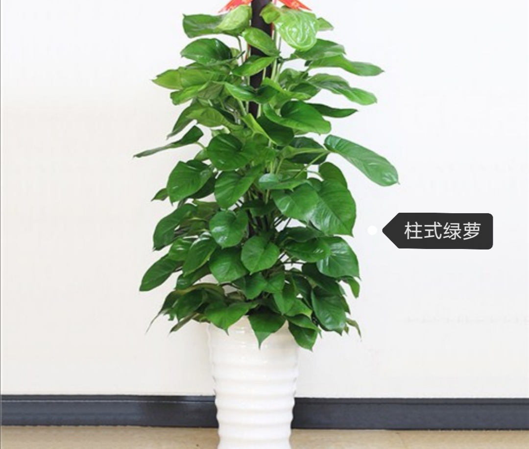 绿萝室内养殖方法和技巧,家庭养绿萝技巧与禁忌有哪些