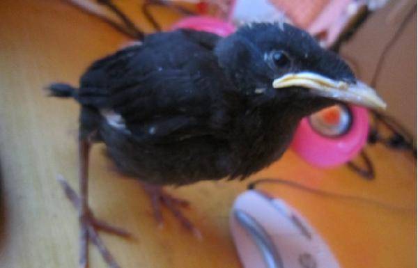 如何教八哥雏鸟学会自己喝水,八哥鸟幼鸟如何教语