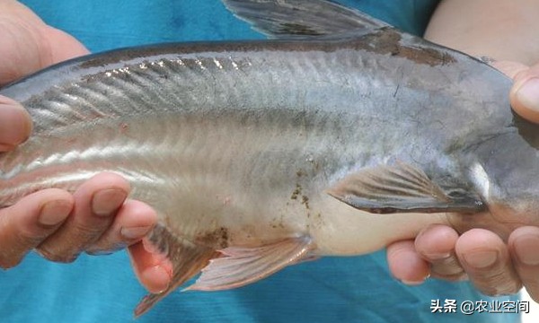 淡水鲨鱼到底要如何养,淡水鲨鱼的饲养视频