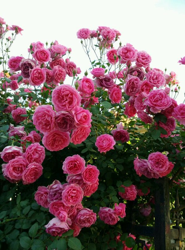 最适合做花墙的四季开花藤本月季,适合做花墙的藤本月季推荐