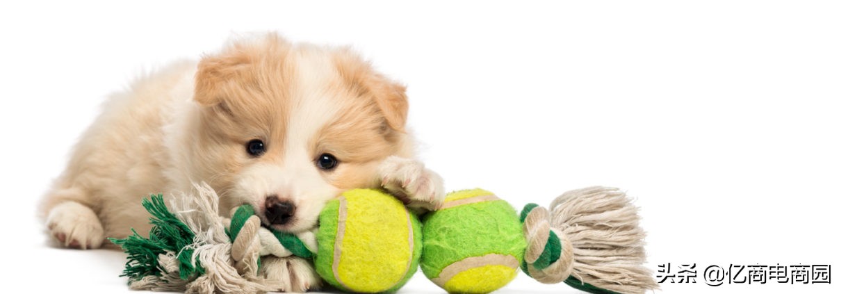 宠物用品批发进货渠道app,中国宠物用品十大批发市场