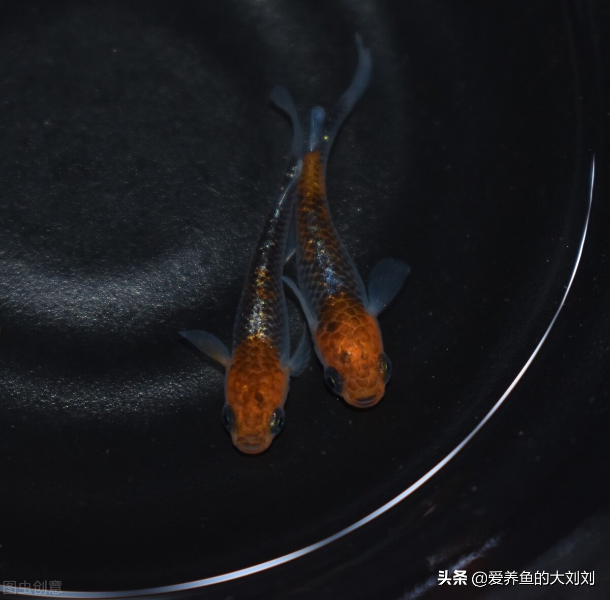 十大好养小型冷水鱼,十大建议买的冷水鱼