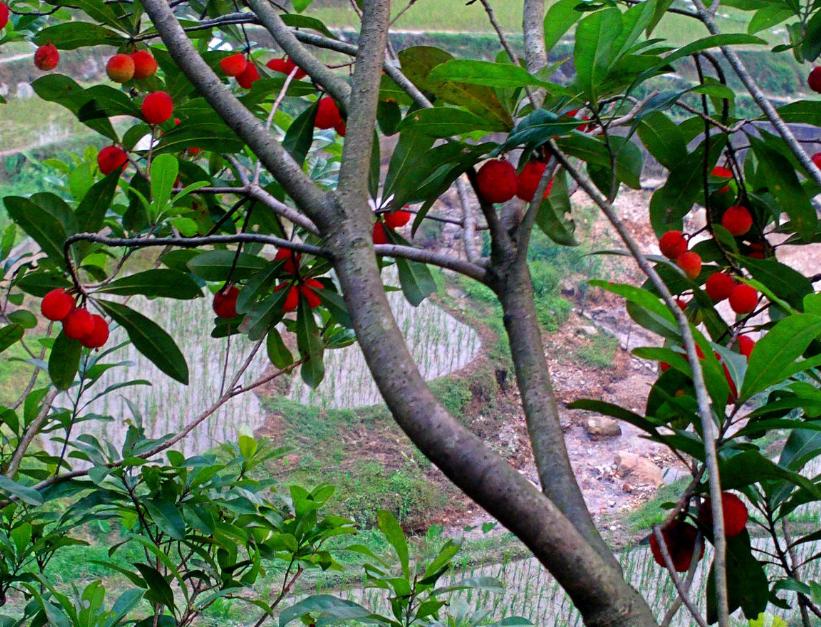 杨梅很酸直接加糖有用吗,杨梅酸放白糖行吗