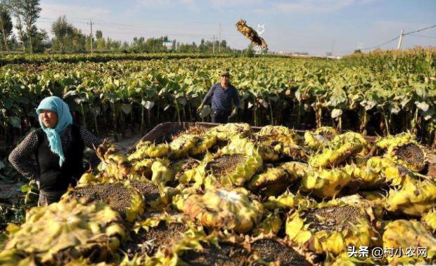 盐碱地种植什么品种树,70亩盐碱地适合种什么