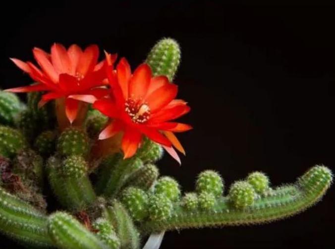 仙人指路健体,仙人指路伤害不高