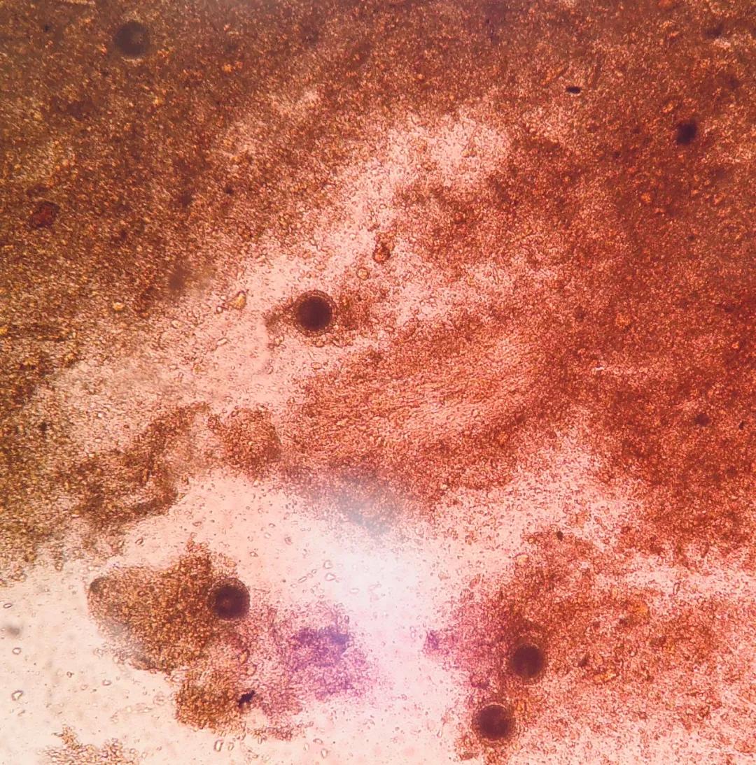 狗子偷偷亲我的第N次，难道不是真爱吗？