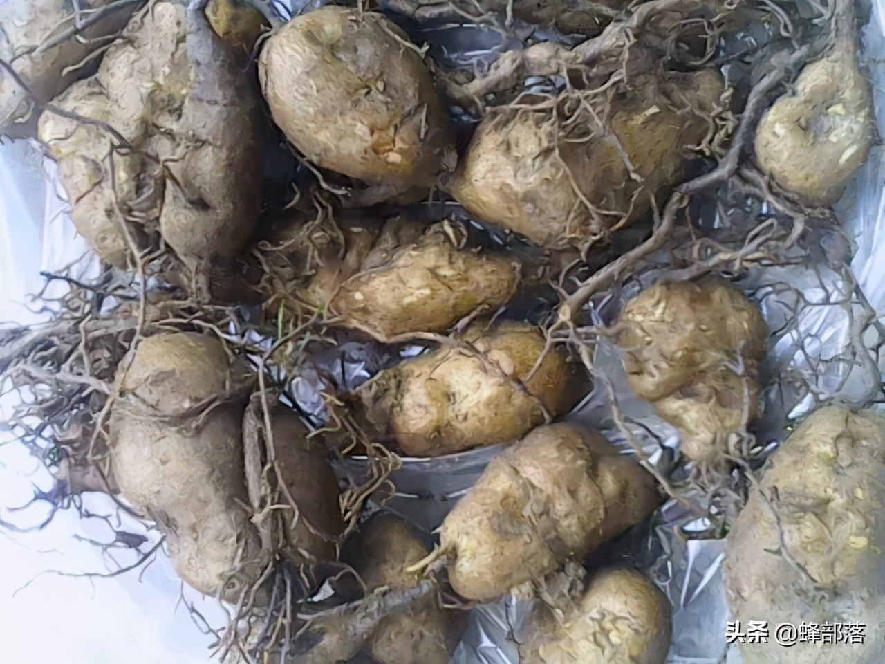 2021农村投资什么行业前景好,2019农村创业好项目投资小利润大