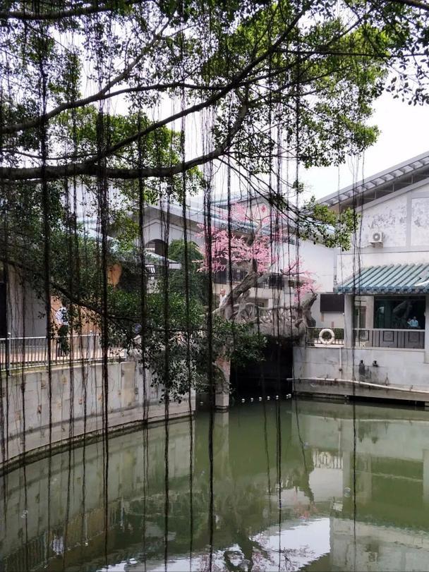 深圳海上田园一日游,深圳宝安海上田园风景