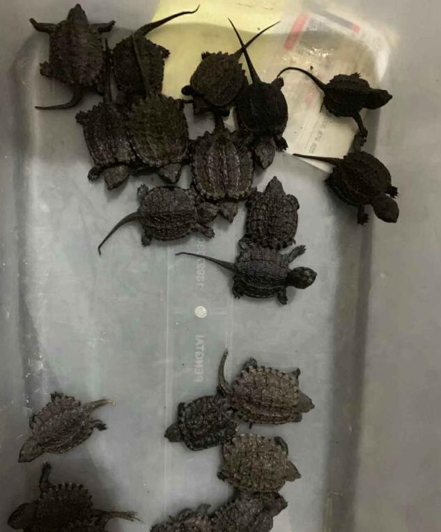 鳄龟互相咬伤能自己痊愈吗,鳄龟同类相残怎么处理