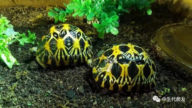 半泥半水的养龟环境视频,欧泽龟用什么环境养