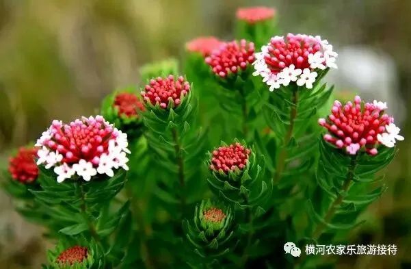 晋城市大草原,晋城大草原
