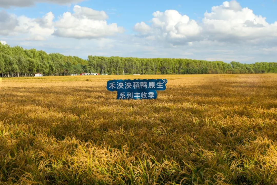 禾泱泱辅食,禾泱泱婴儿辅食老爸评测