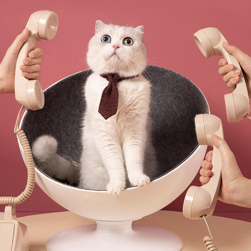 猫最好用什么猫窝,各种猫窝的视频大全