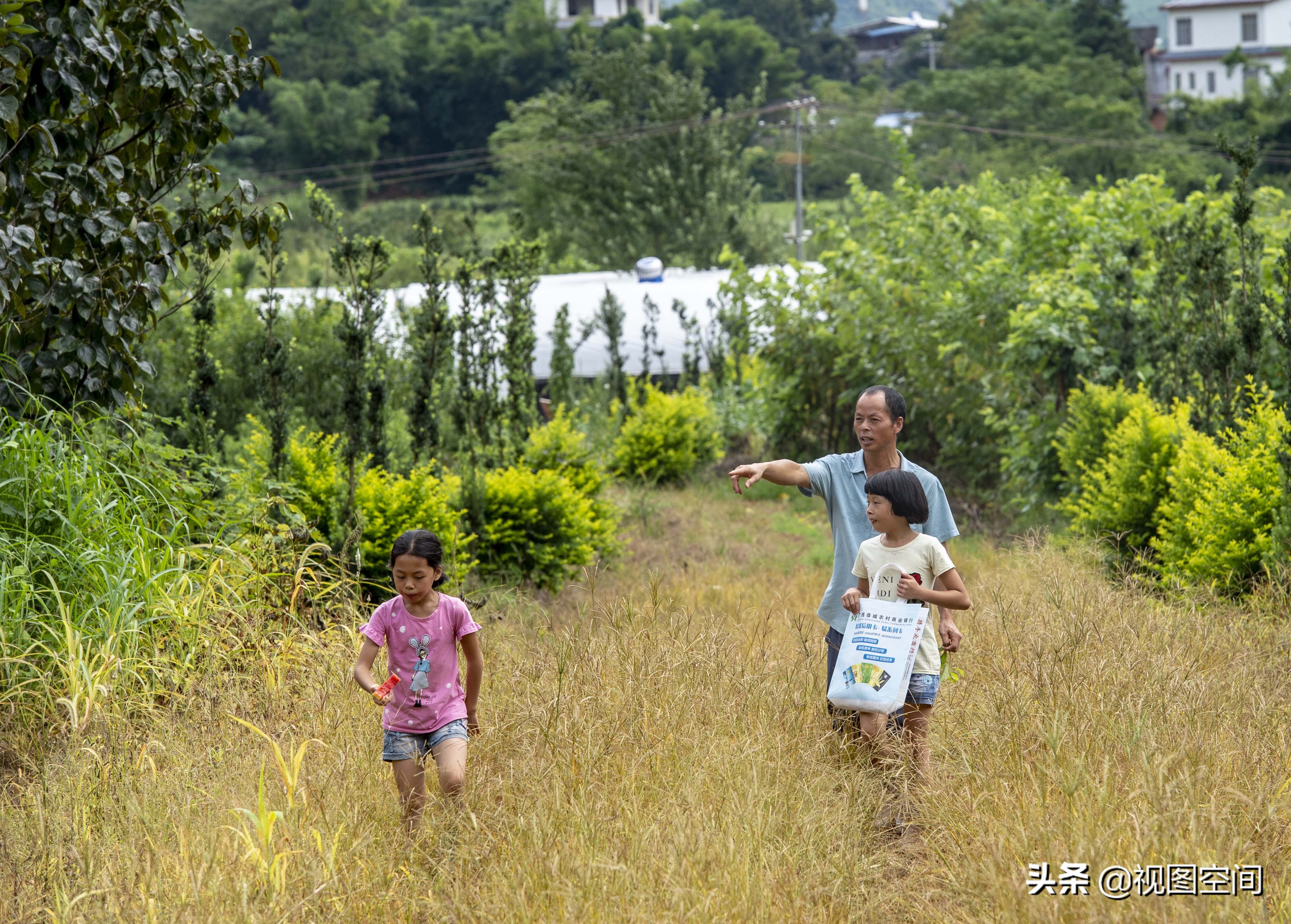 广西夫妻隐居深山承包土地种果,包地种果树倾家荡产