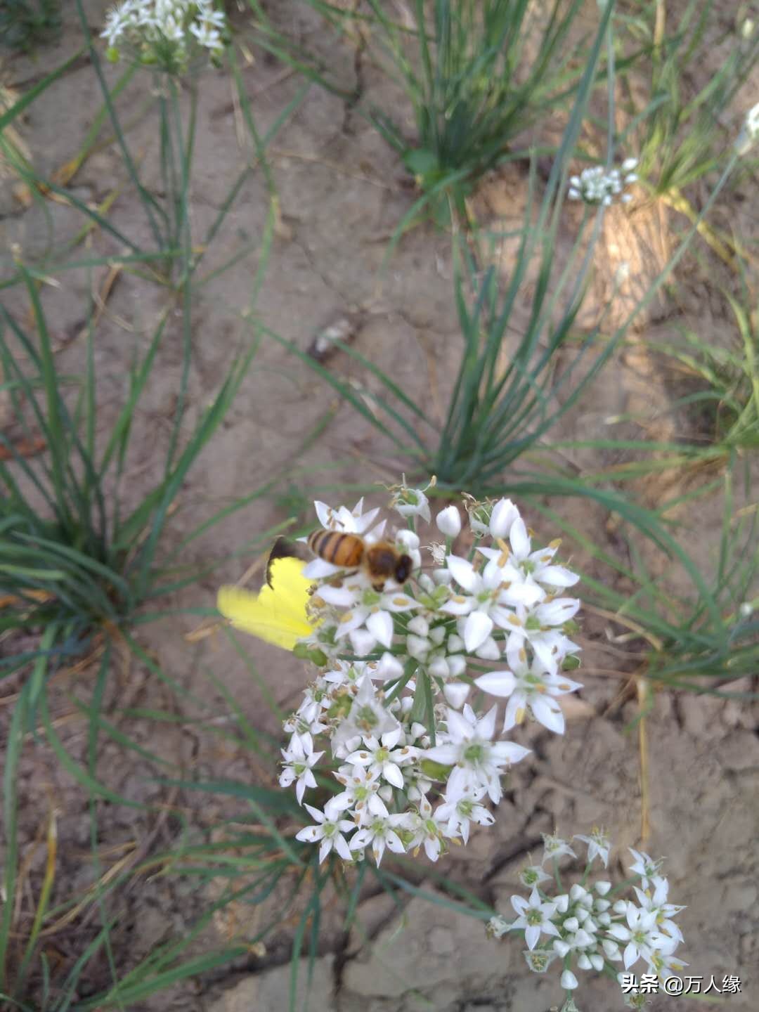 你知道蜜蜂一生要经历几个过程吗,蜜蜂的一生都在干些什么