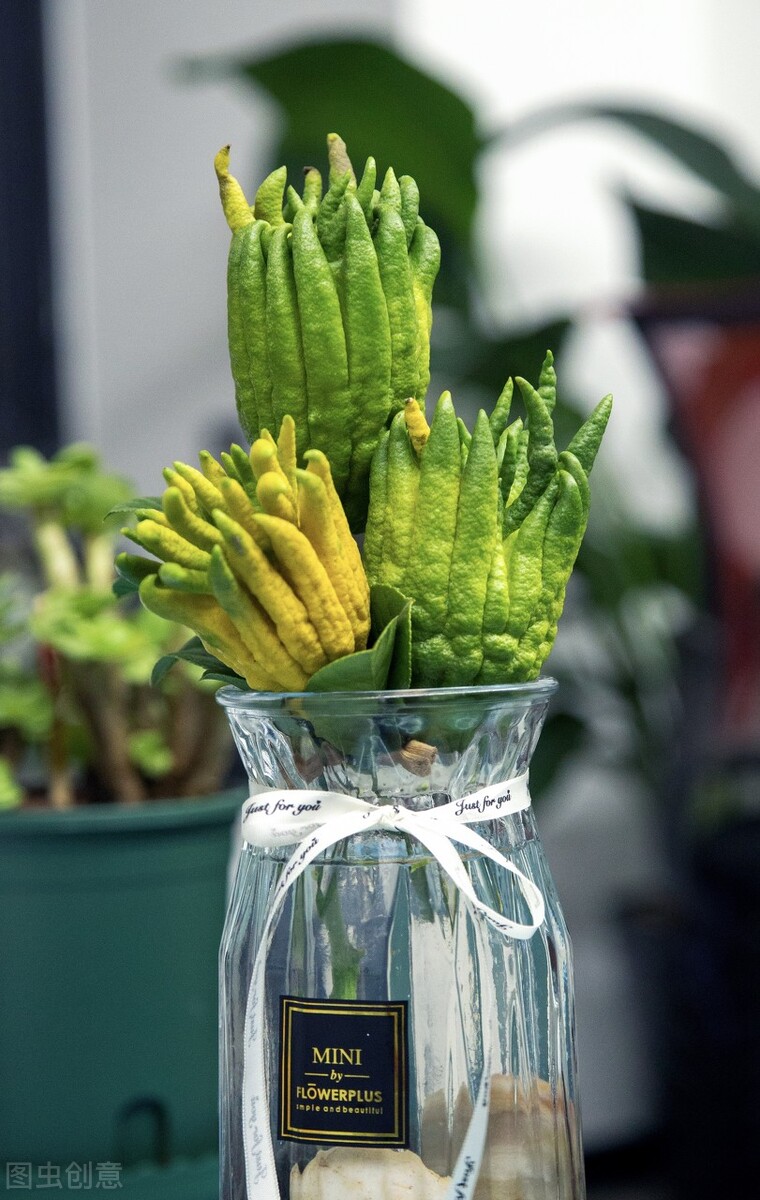 盆栽观果植物有哪些,观果植物具备哪些特征