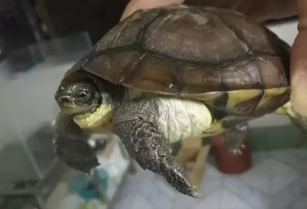 龟水肿但状态特别不好,龟浮肿和水质有关系吗