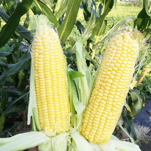 水果玉米是非转基因食品吗,糯玉米和甜玉米是转基因的吗