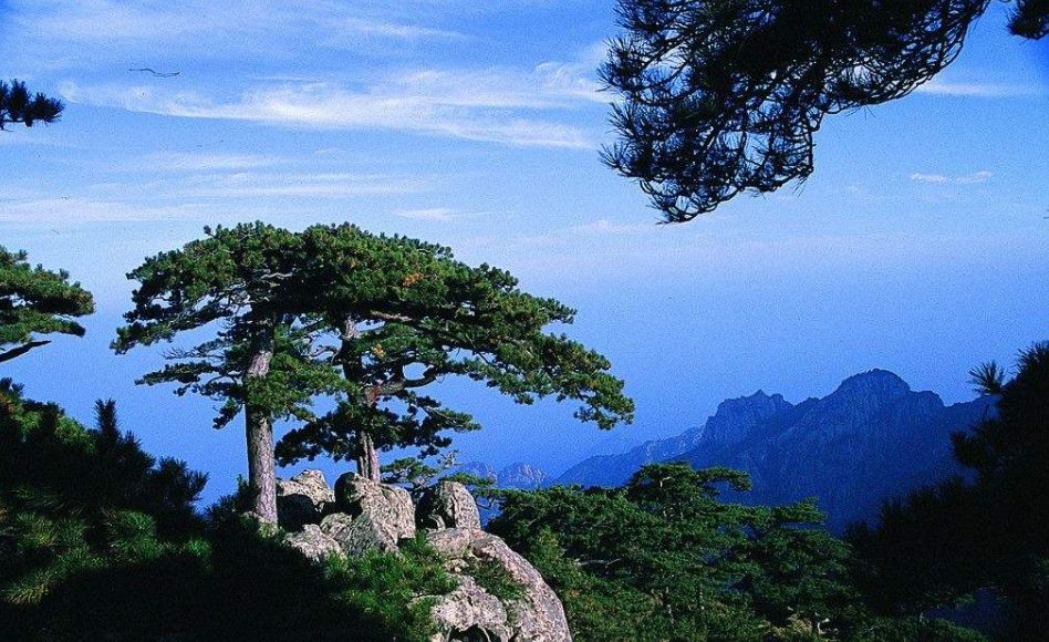 春天梅花开原创诗句,原创诗词梅开二度