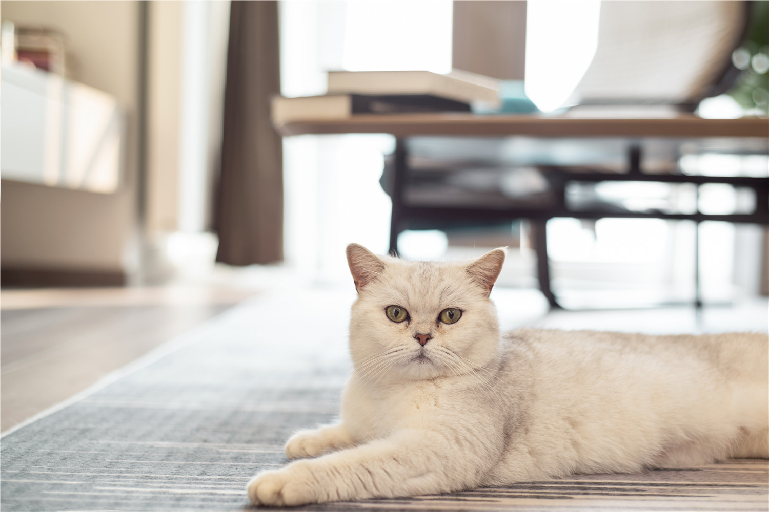 卧室简单小电视柜的效果图大全,卧室电视隔断柜装修效果图